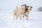 Australian Cattle Dogs
