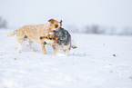 Australian Cattle Dogs