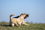 Australian Cattle Dogs