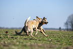 Australian Cattle Dogs