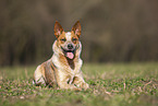 lying Australian Cattle Dog
