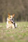 lying Australian Cattle Dog