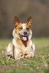 lying Australian Cattle Dog