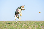 jumping Australian Cattle Dog