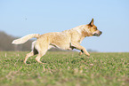 running Australian Cattle Dog