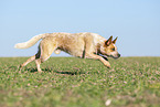 running Australian Cattle Dog