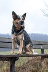 sitting Australian Cattle Dog