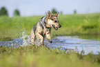 Australian Cattle Dog runs through the water