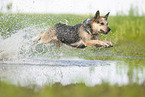 Australian Cattle Dog runs through the water