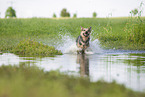 Australian Cattle Dog runs through the water