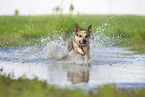 Australian Cattle Dog runs through the water