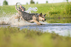 Australian Cattle Dog runs through the water