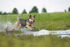 Australian Cattle Dog runs through the water