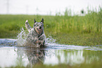 Australian Cattle Dog runs through the water