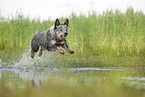 Australian Cattle Dog runs through the water