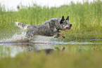 Australian Cattle Dog runs through the water