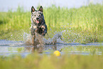 Australian Cattle Dog runs through the water