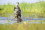 Australian Cattle Dog runs through the water