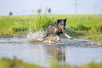 Australian Cattle Dog runs through the water