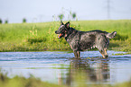 Australian Cattle Dog