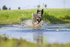 Australian Cattle Dog runs through the water