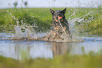 Australian Cattle Dog runs through the water