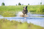 Australian Cattle Dog runs through the water