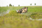 Australian Cattle Dog runs through the water
