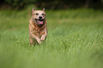 running Australian Cattle Dog