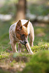 standing Australian Cattle Dog