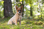 sitting Australian Cattle Dog