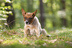 Australian Cattle Dog