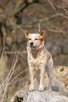 Australian cattle dog on tree trunk