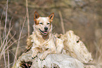Australian cattle dog on tree trunk