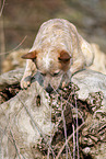 Australian cattle dog on tree trunk