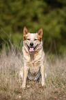 sitting Australian Cattle Dog