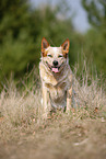 sitting Australian Cattle Dog