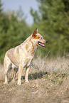 standing Australian Cattle Dog