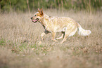 running Australian Cattle Dog