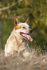 lying Australian Cattle Dog