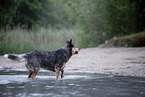 standing Australian Cattle Dog