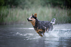 Australian Cattle Dog runs through the water