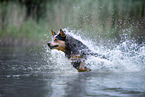 Australian Cattle Dog runs through the water