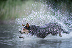 Australian Cattle Dog runs through the water