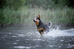 Australian Cattle Dog runs through the water
