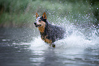 Australian Cattle Dog runs through the water