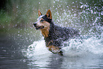 Australian Cattle Dog runs through the water