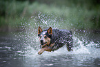 Australian Cattle Dog runs through the water