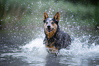 Australian Cattle Dog runs through the water