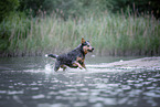 Australian Cattle Dog runs through the water